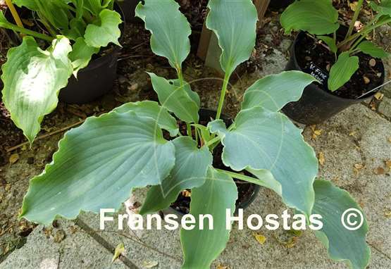 Hosta Tears in Heaven